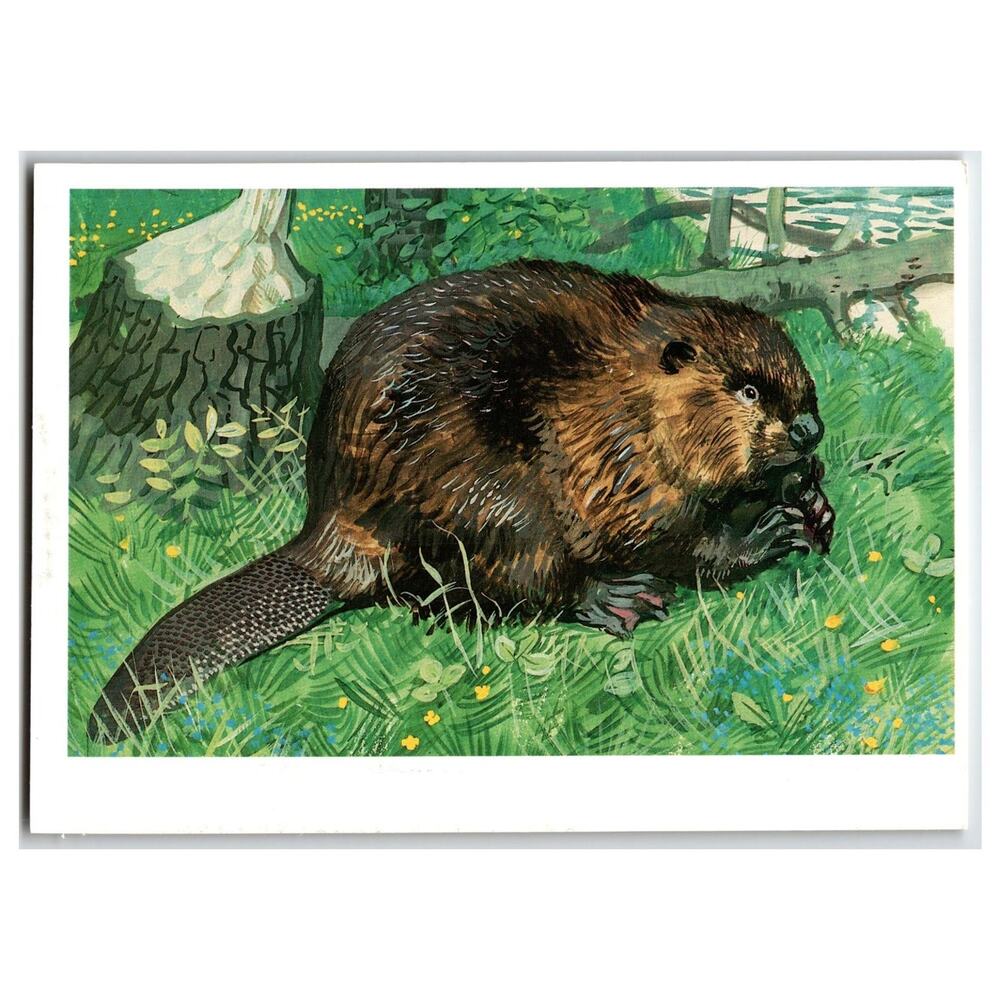 Vintage 1990 Soviet Postcard Russian Beaver Wildlife Art V. A. Gorbatov